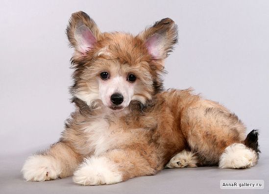 Diadema Vostoka Abia