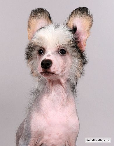 Diadema Vostoka Batyr-Pantera