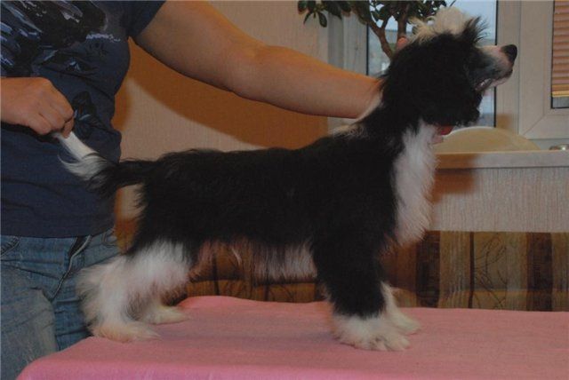 My Lucky Love Victory Spirit