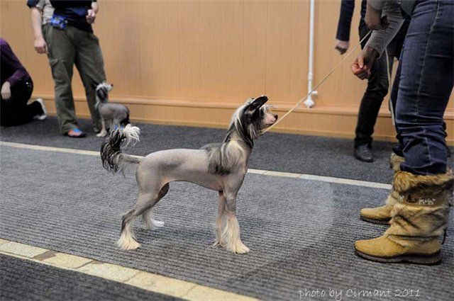 My Lucky Love Violin of My Soul