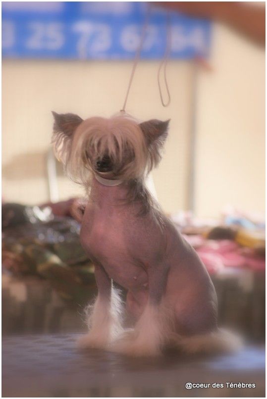 Fragrance Du Coeur Des Tenebres