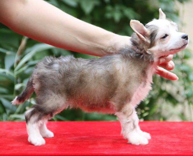 Dogland Happy Miranda