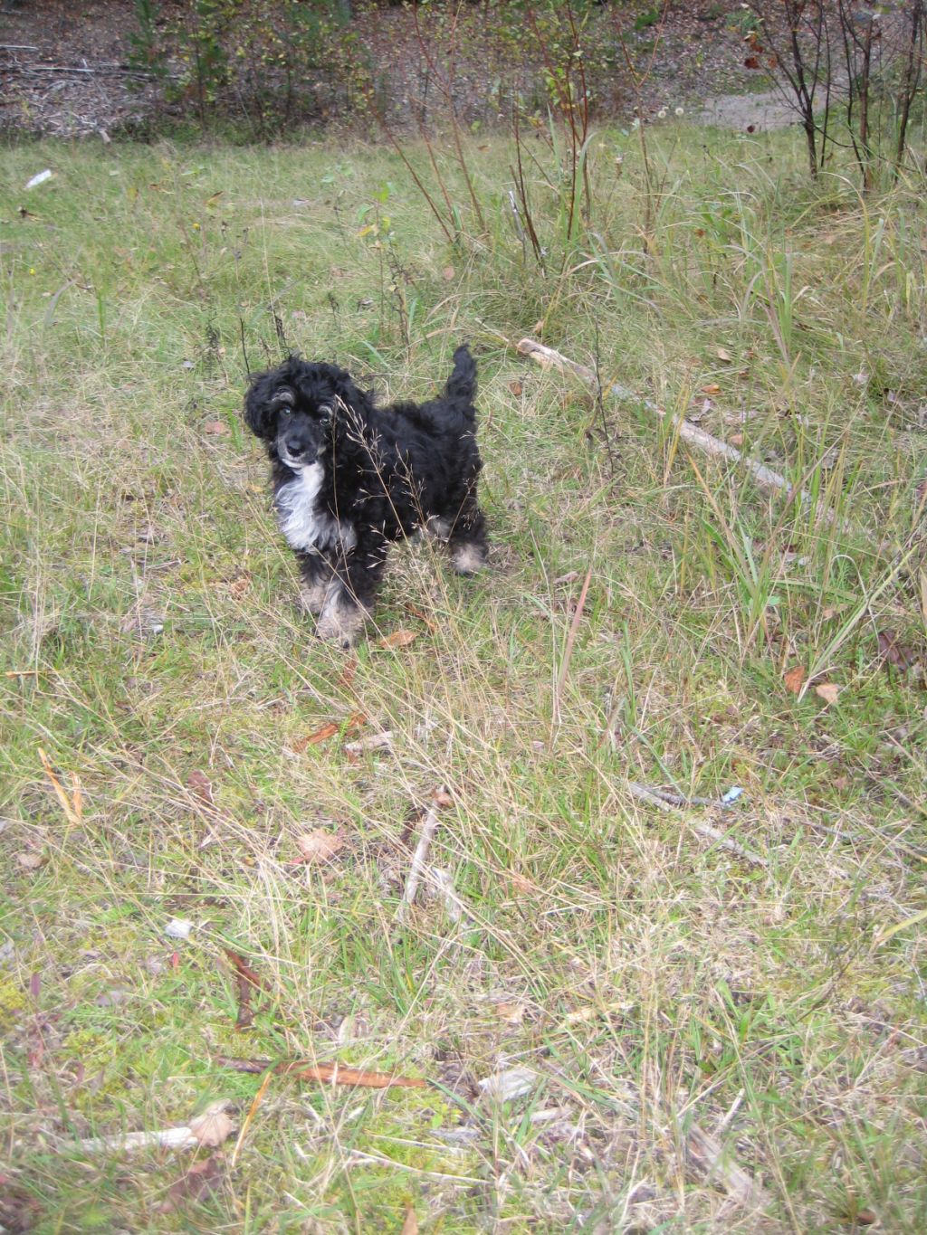 Oromuson Herra Hermanni