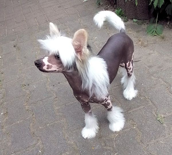 Forsetis Believe N Miracles