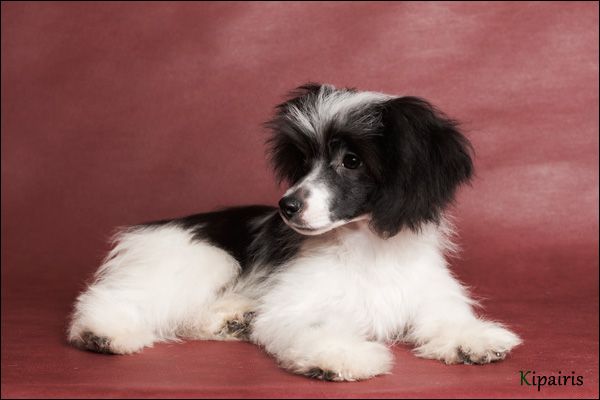 Shelcovij Shlejf Tselesta