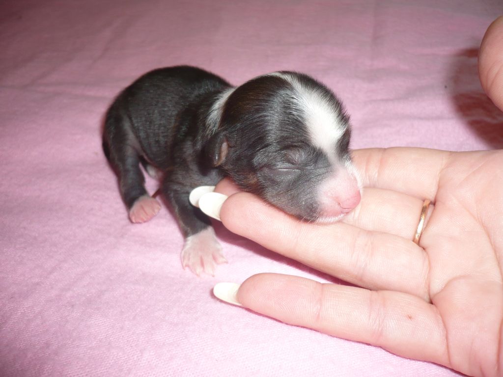  Oks Company Bene Cessit