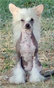 Marquis Dancing Princess at Shikadin HL