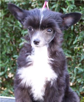 Marquis Tiny Dancer PP