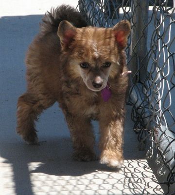 Ponyville's Paparazzi