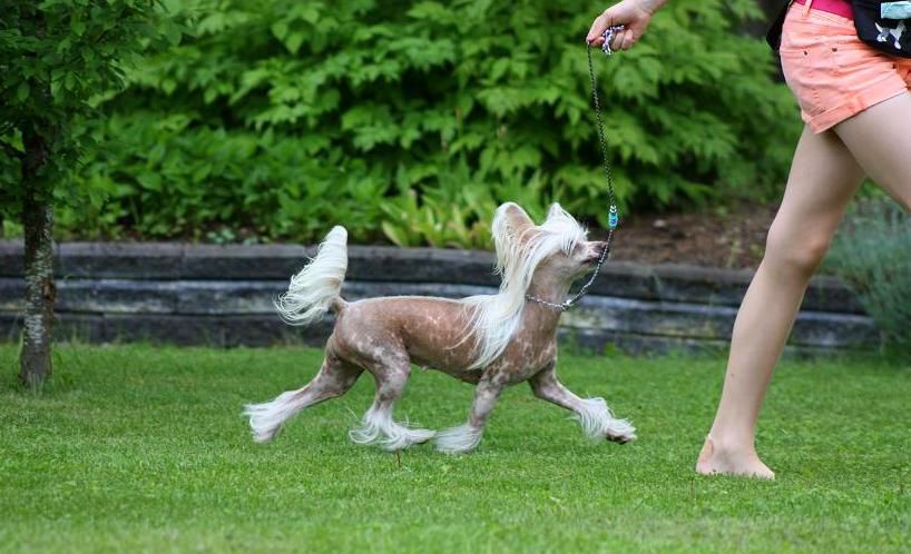 Kuutarhan Tuulenpuuska