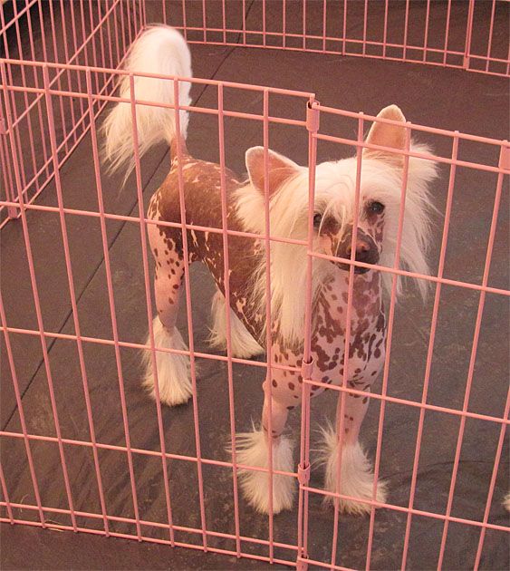 Crestars Pokerface for Mohawk (Imp Can)