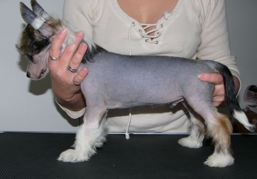 Jualan Tupla Tai Kuitti