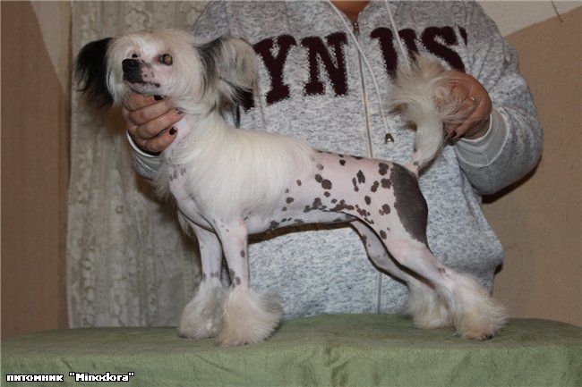 Manjasha Daisy Gentle Minodora