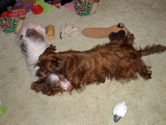 Sakkarra Cloudy with a Chance of Chocolate Sprinkl