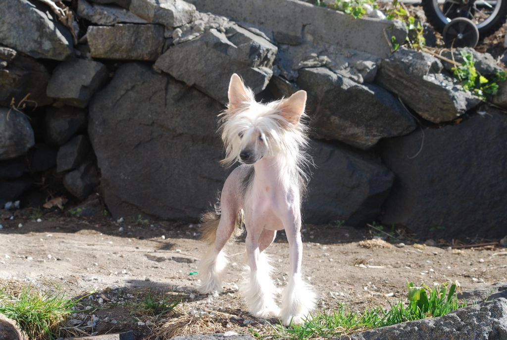 Dark Night Exotics Dinaburgs