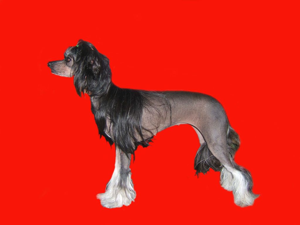 Verdginiya Nait Pearl