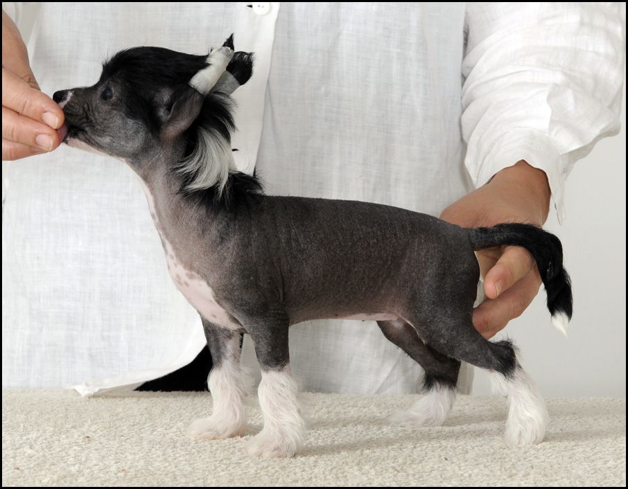 Sunstreaker Insomniac Dreams