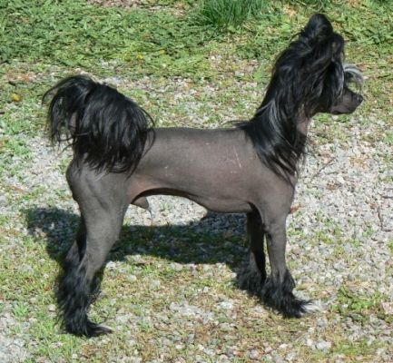 Yrar High Flying Adored