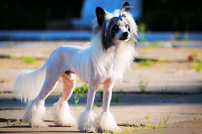 Status Imperial Jan Branco