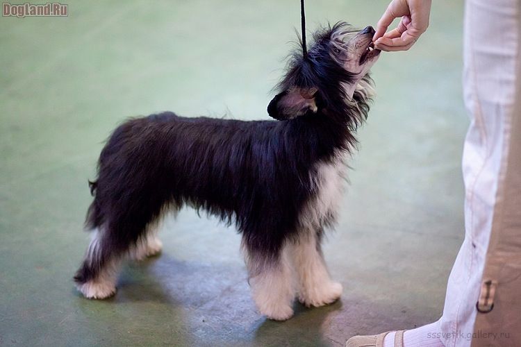 Russkiy samurai Dorian Gray