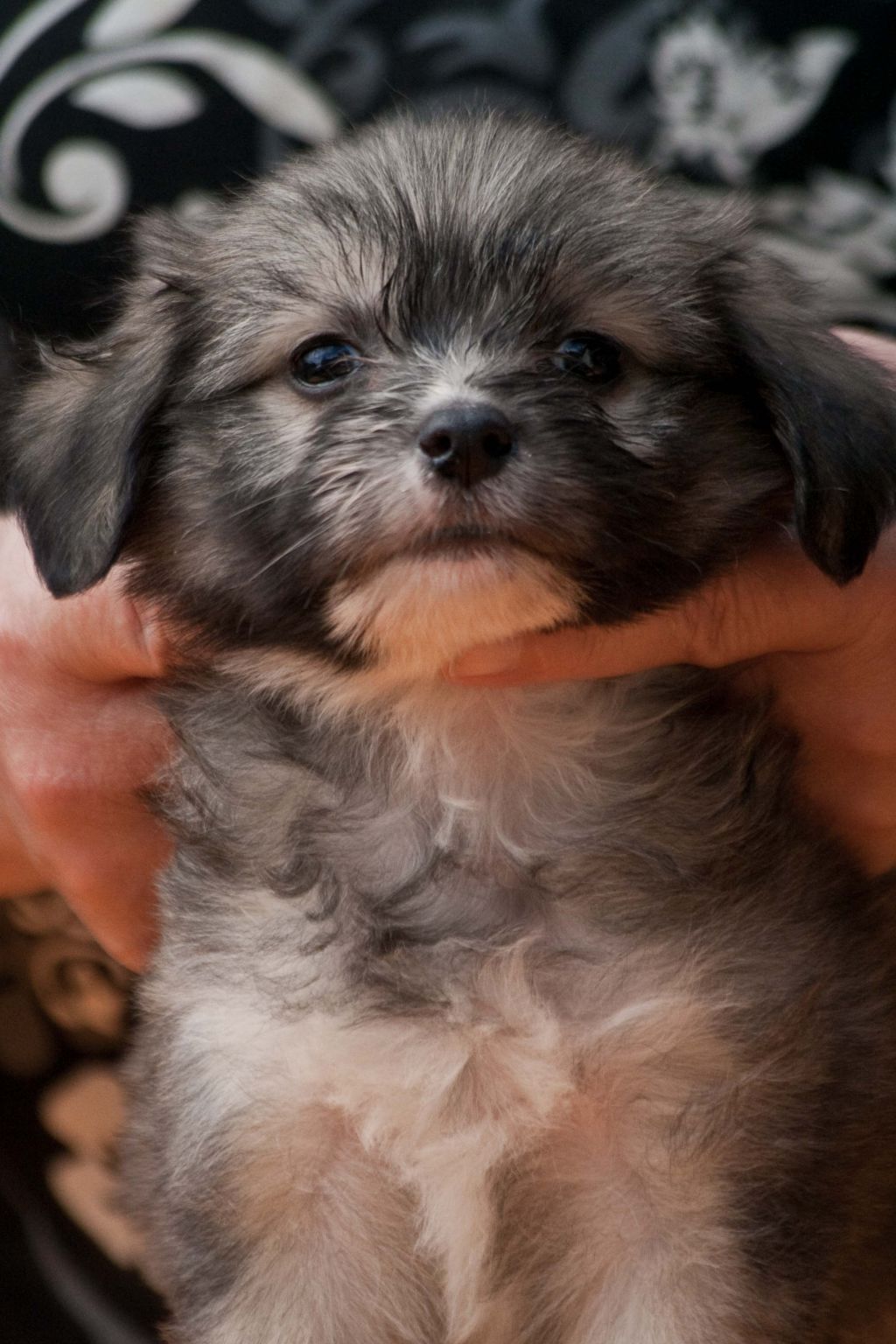 Calvados De Gabritho