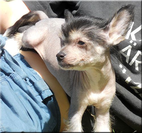 Marachinos Nahloona Princess