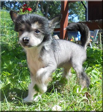 Marachinos Naranja Breeze