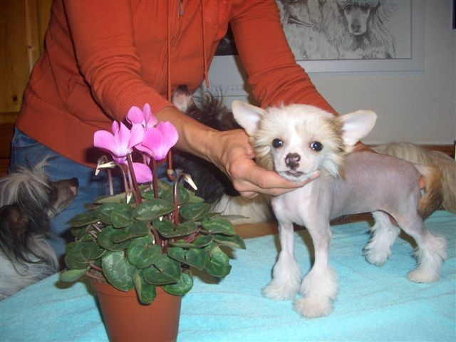 Summer Dream Fantasy Island