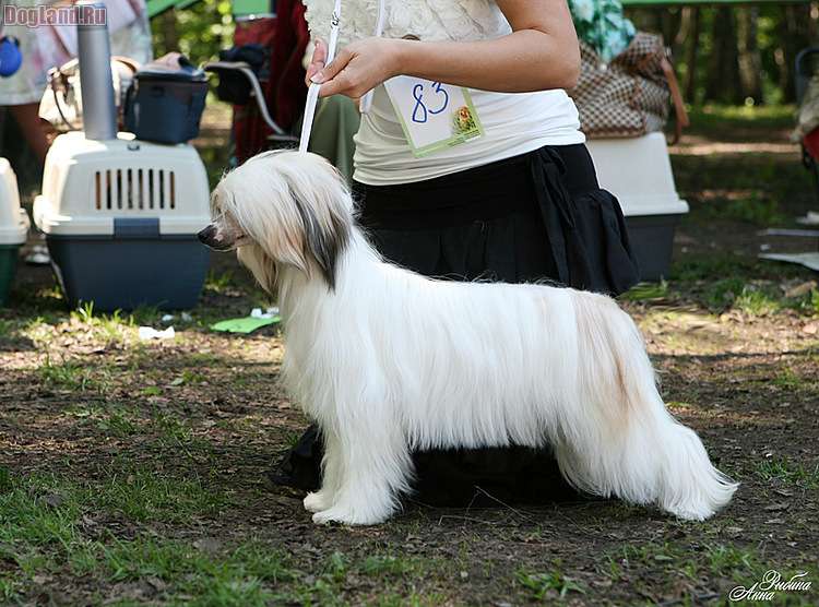Olegro Katrin Leading Lady Dogland