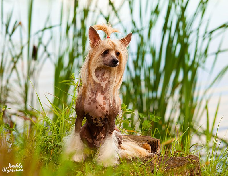 Olegro Katrin Lodestar