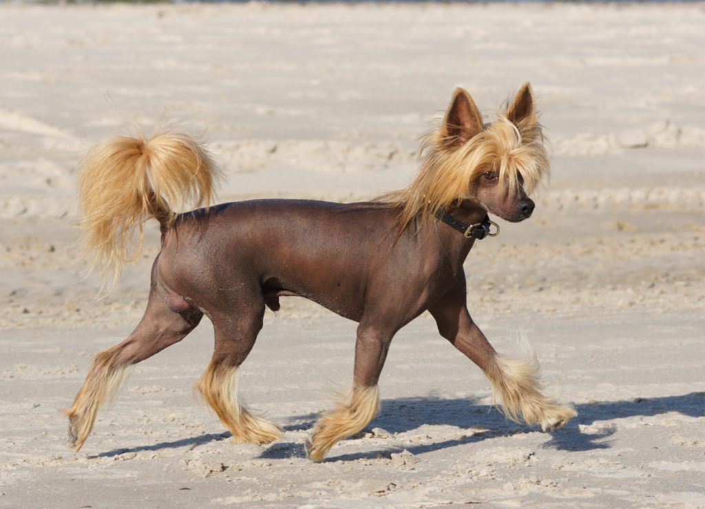 Zuczek z Gangu Lysych