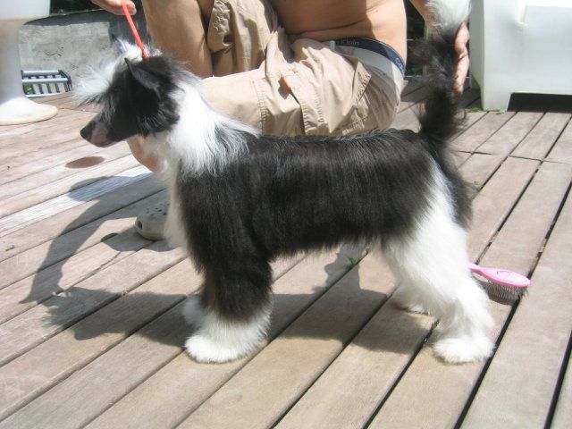 Schnauzerdreams Quina Kanya