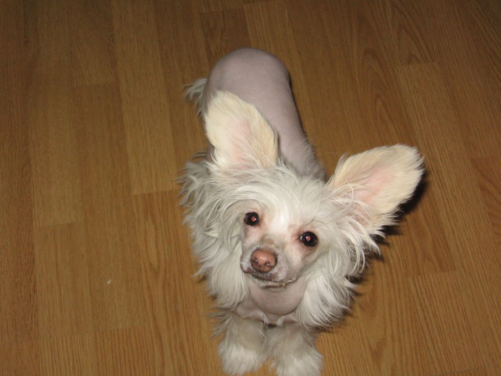 Nemesia's Pixie Magic