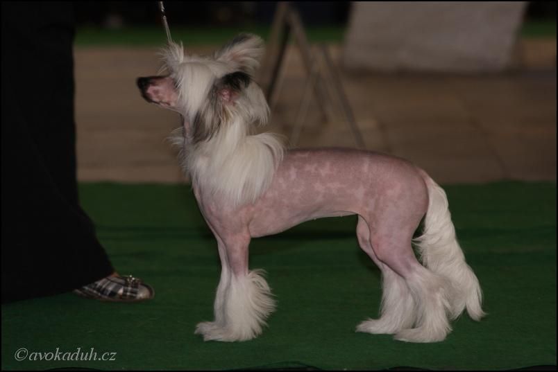 Habi Bullet Divoky Mesic