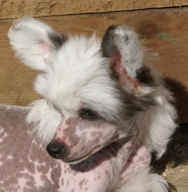 Happy Crazy Divoky Mesic