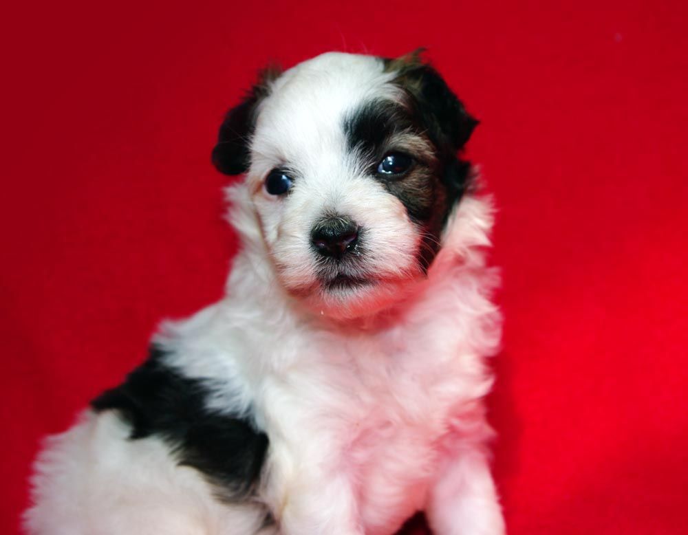 Futureline Felicie Gnom