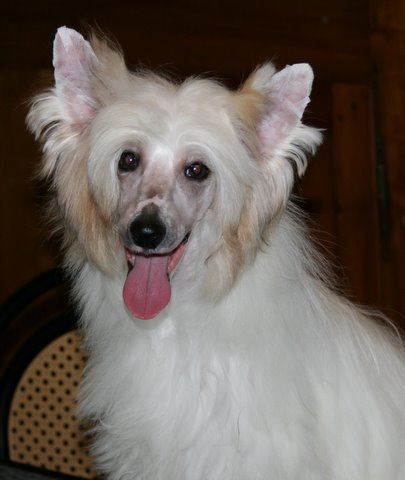 flaming star du pave de varennes