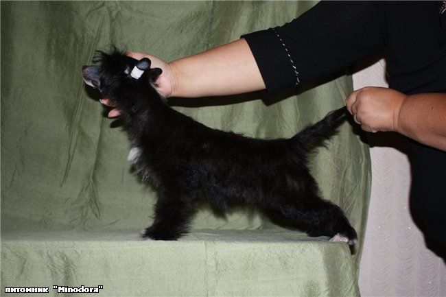 Jamaica Black Star Minodora