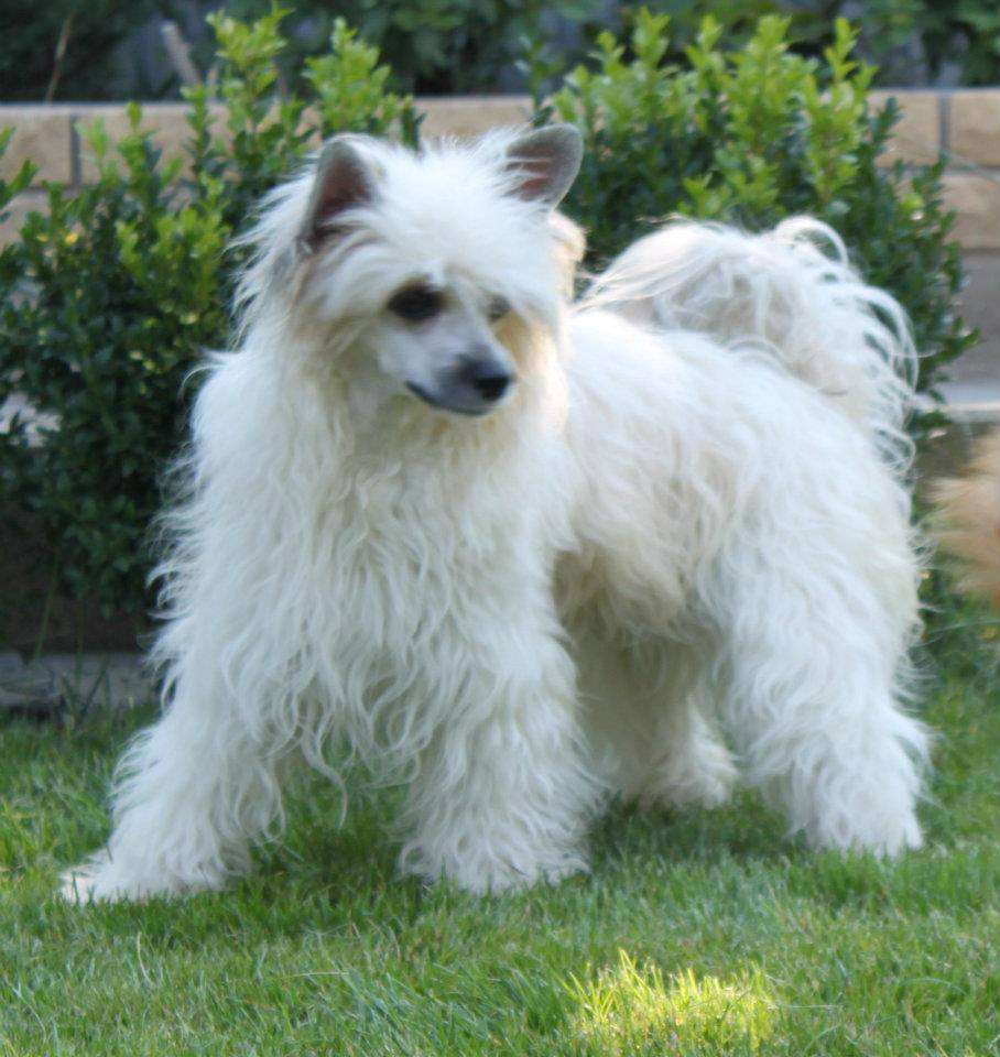 Sunny Lion Iriska