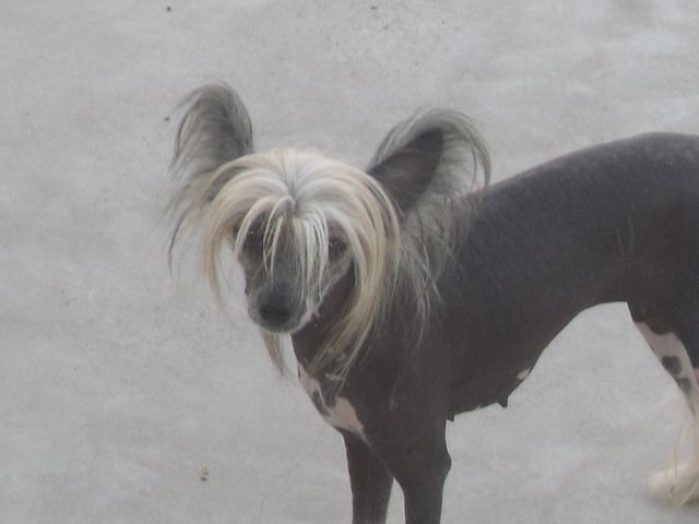 Sirius-pop-hi-life Technicolor