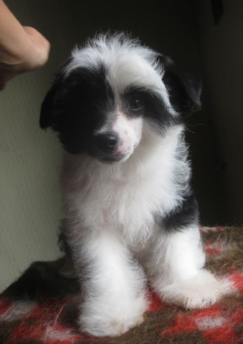 Angel O' Check Upiter.