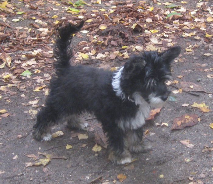 Angel O' Check Ulian.