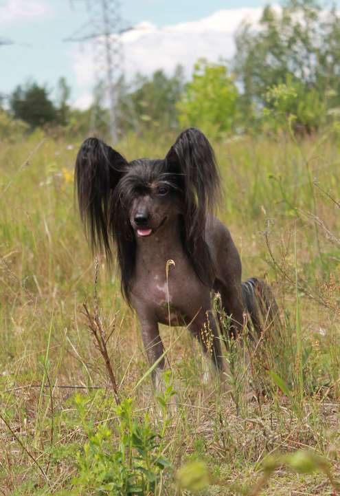 Orero Lovely Ontong-Dzhava