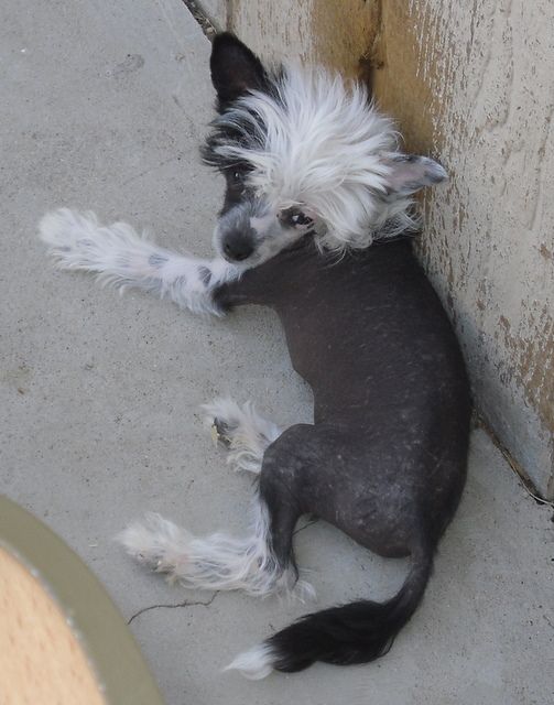 Libertys Chiquita Bonita