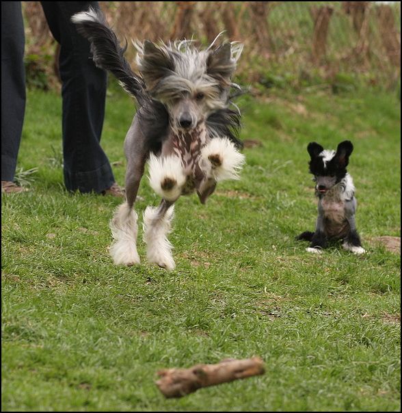 Robins Moon Twist Avokaduh