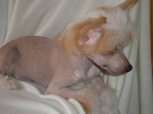   Irvin Fuket Briliantovaya Rozsip