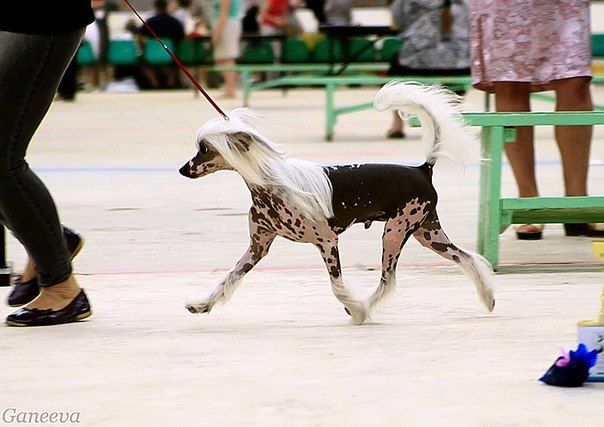 Suvenir Midasa Zlatozar