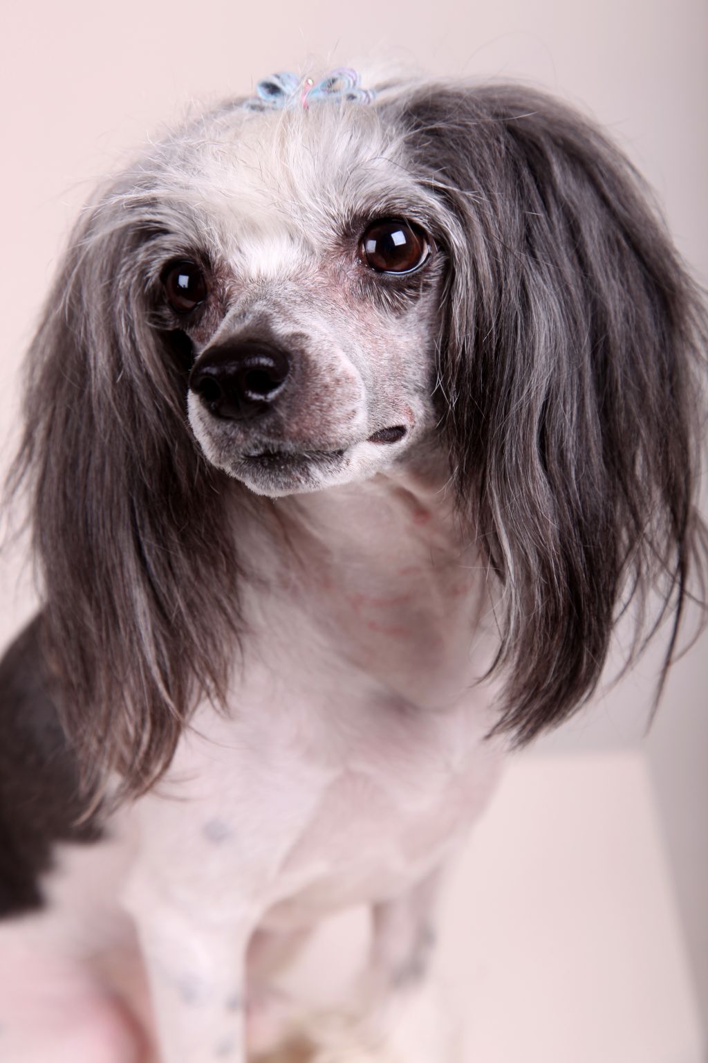 Viktory Sprint Salvador Style