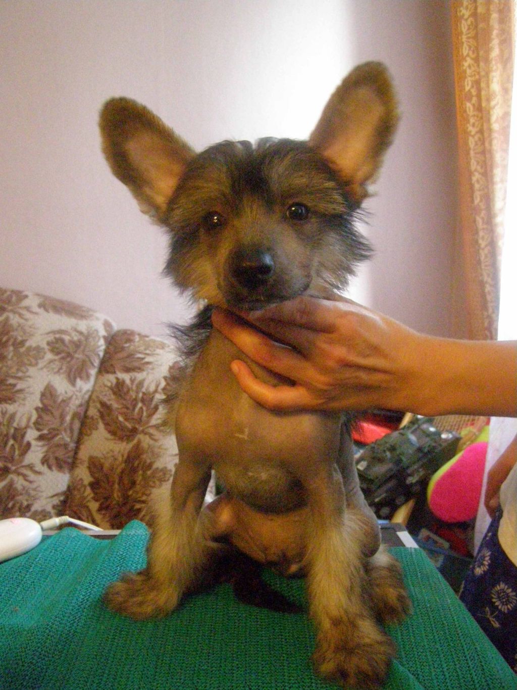 Gidaori Sherwood Forest