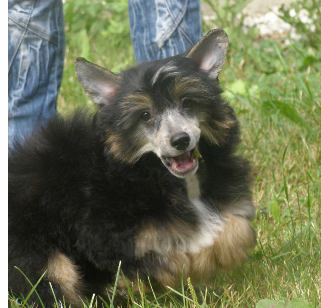 Gidaori Shining Star